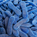 Langues bleues FRISIA